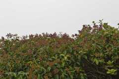 Syzygium densiflorum